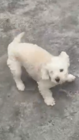 Lulu