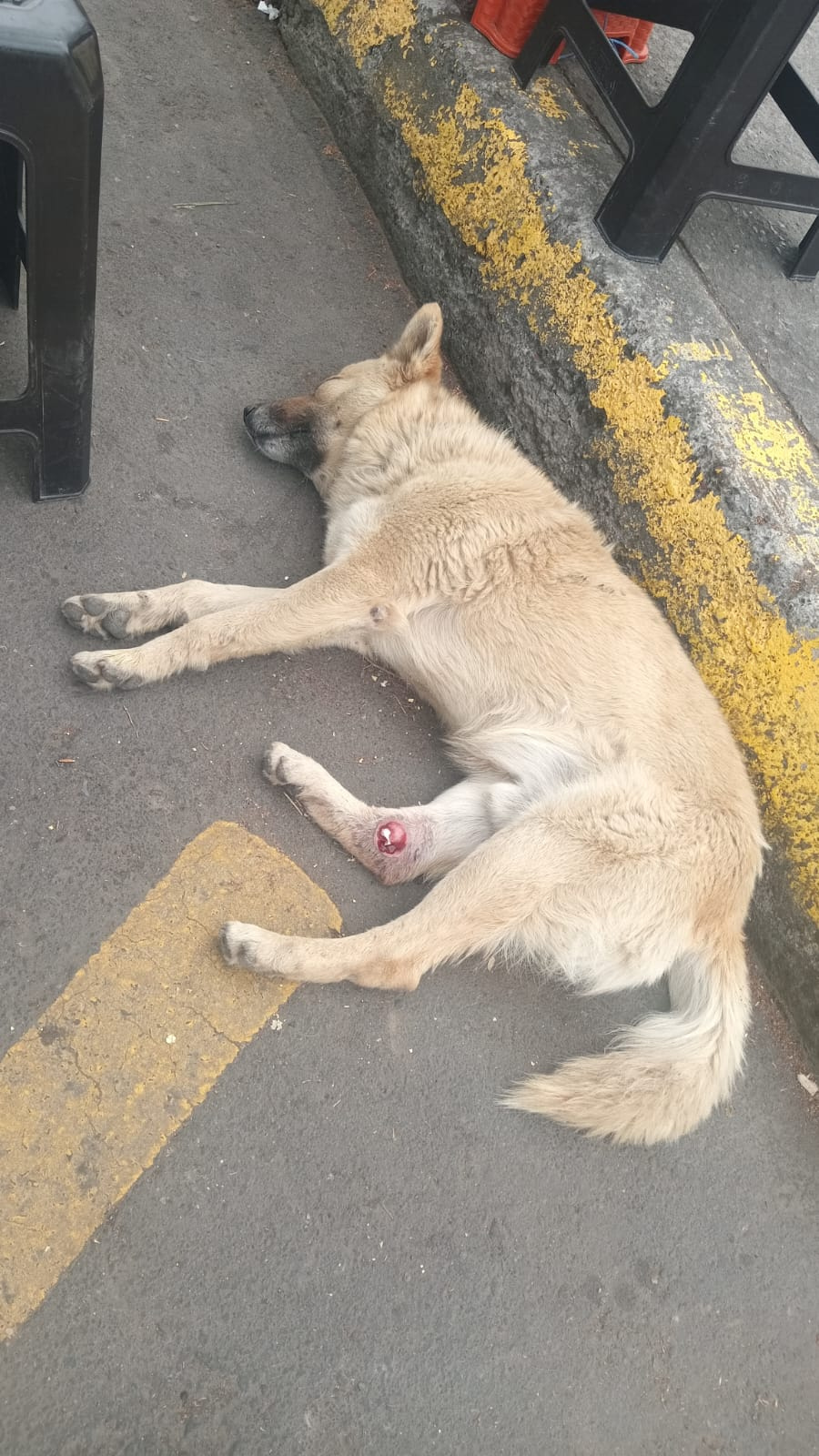 Bruce fue encontrado con signos de maltrato