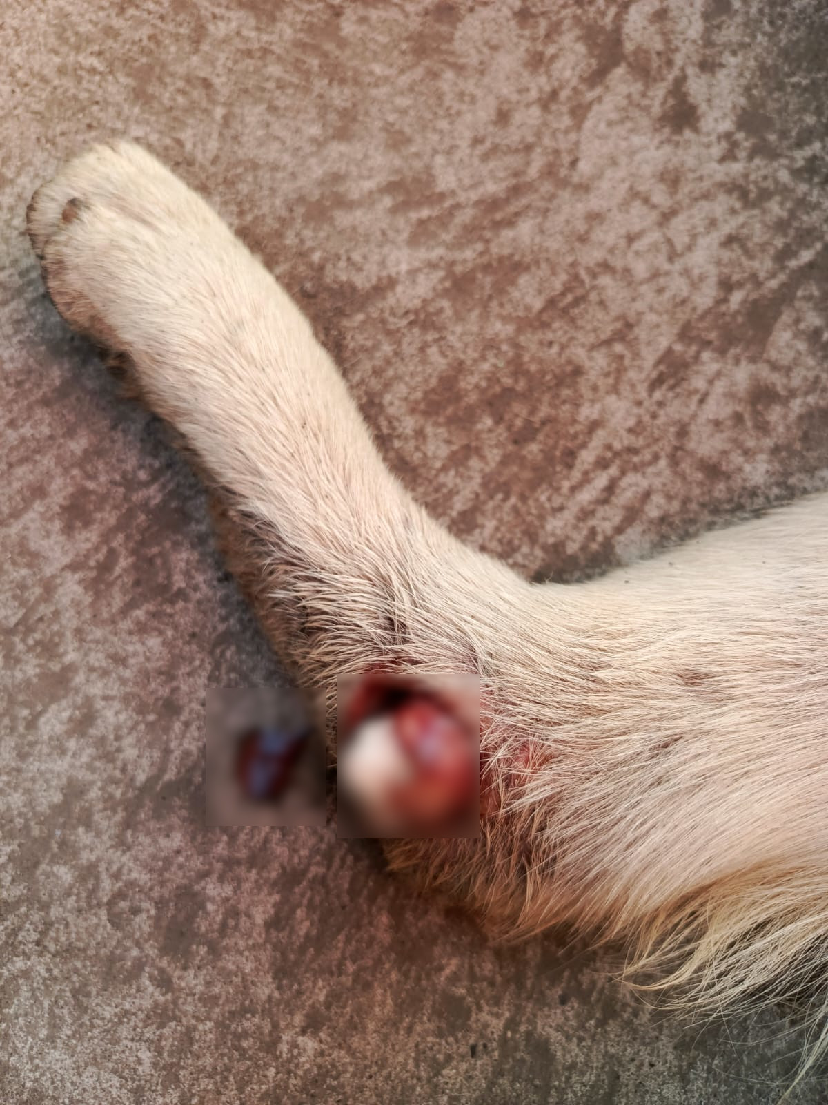 Tiene una fractura con desplazamiento de peroné