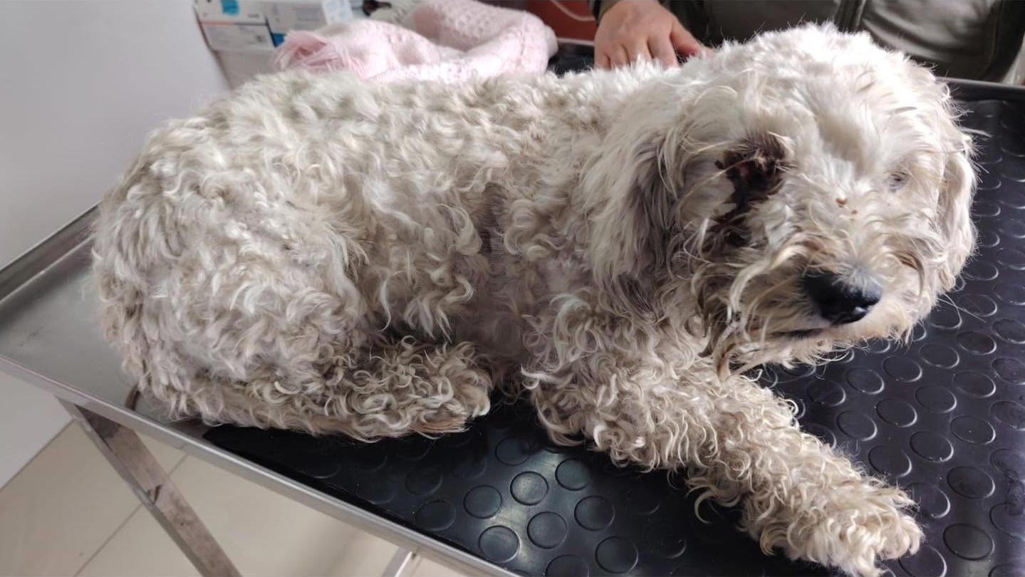 Lulu llegó con signos de un ataque cortopunzante