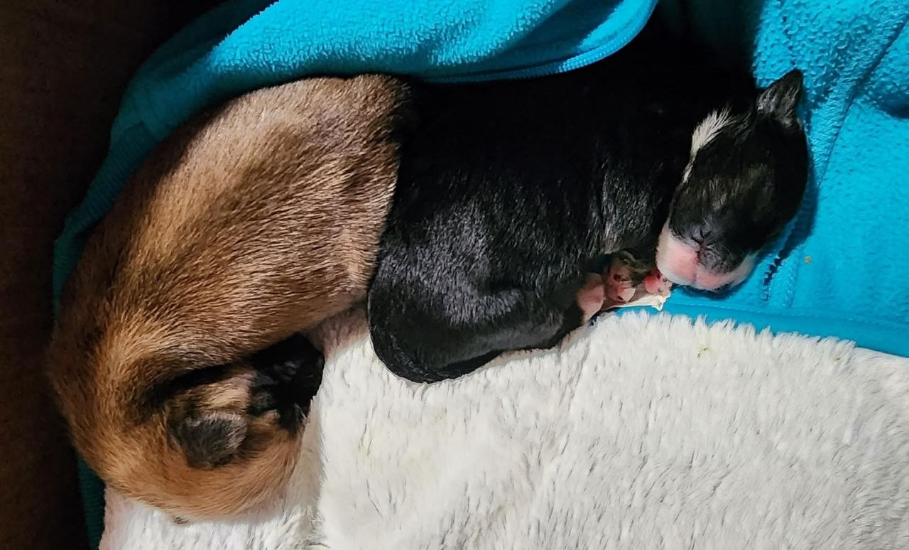 Emma & Elisse son dos cachorritas recién nacidas