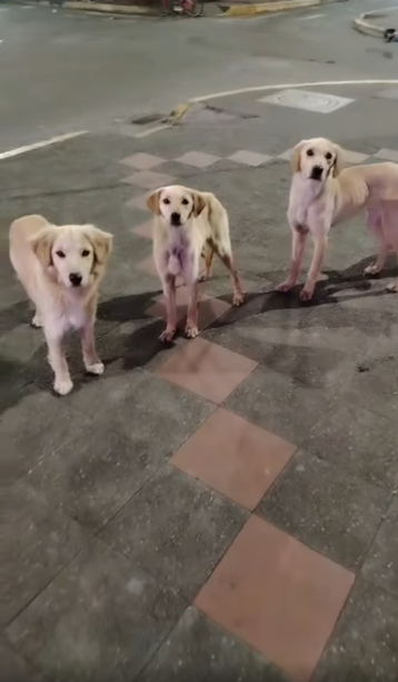 Abandono de 3 perritos jóvenes en el Parque Central de Píllaro