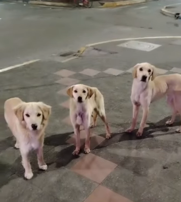 Abandono de 3 perritos jóvenes en el Parque Central de Píllaro