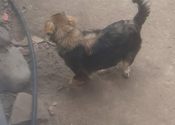 Amarilla