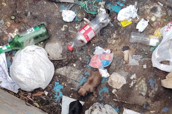 Abandono Cachorros