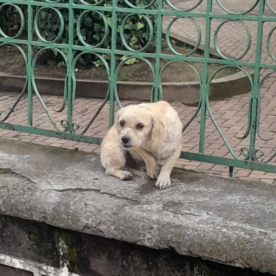 Blanquito