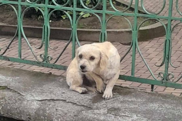 Blanquito