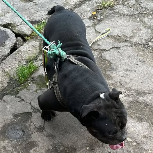 Bulldog