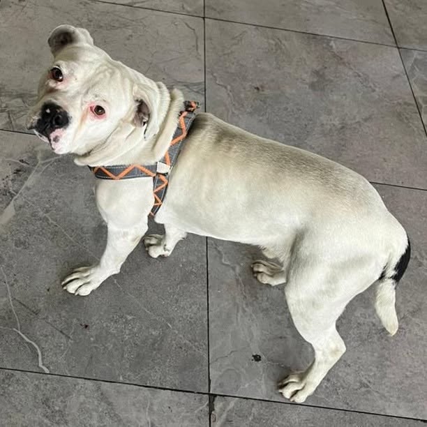 BulldogBlanco
