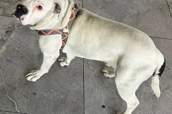 BulldogBlanco