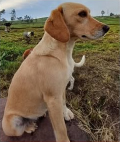 Eli