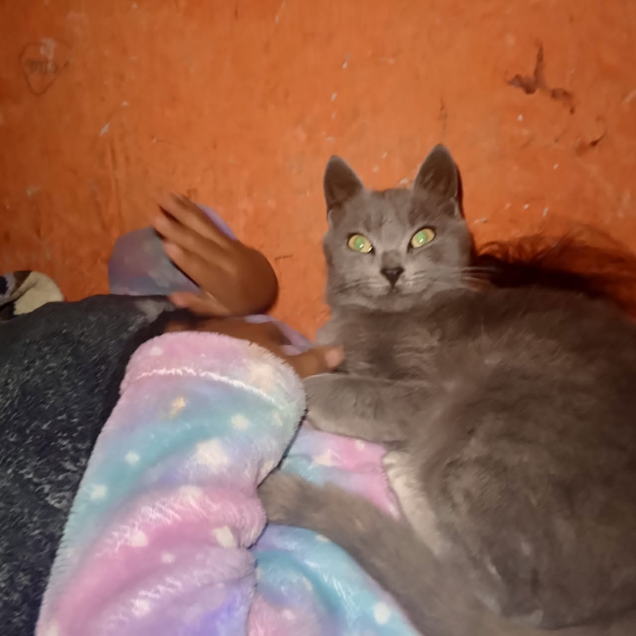 Gata