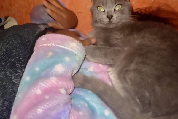 Gata