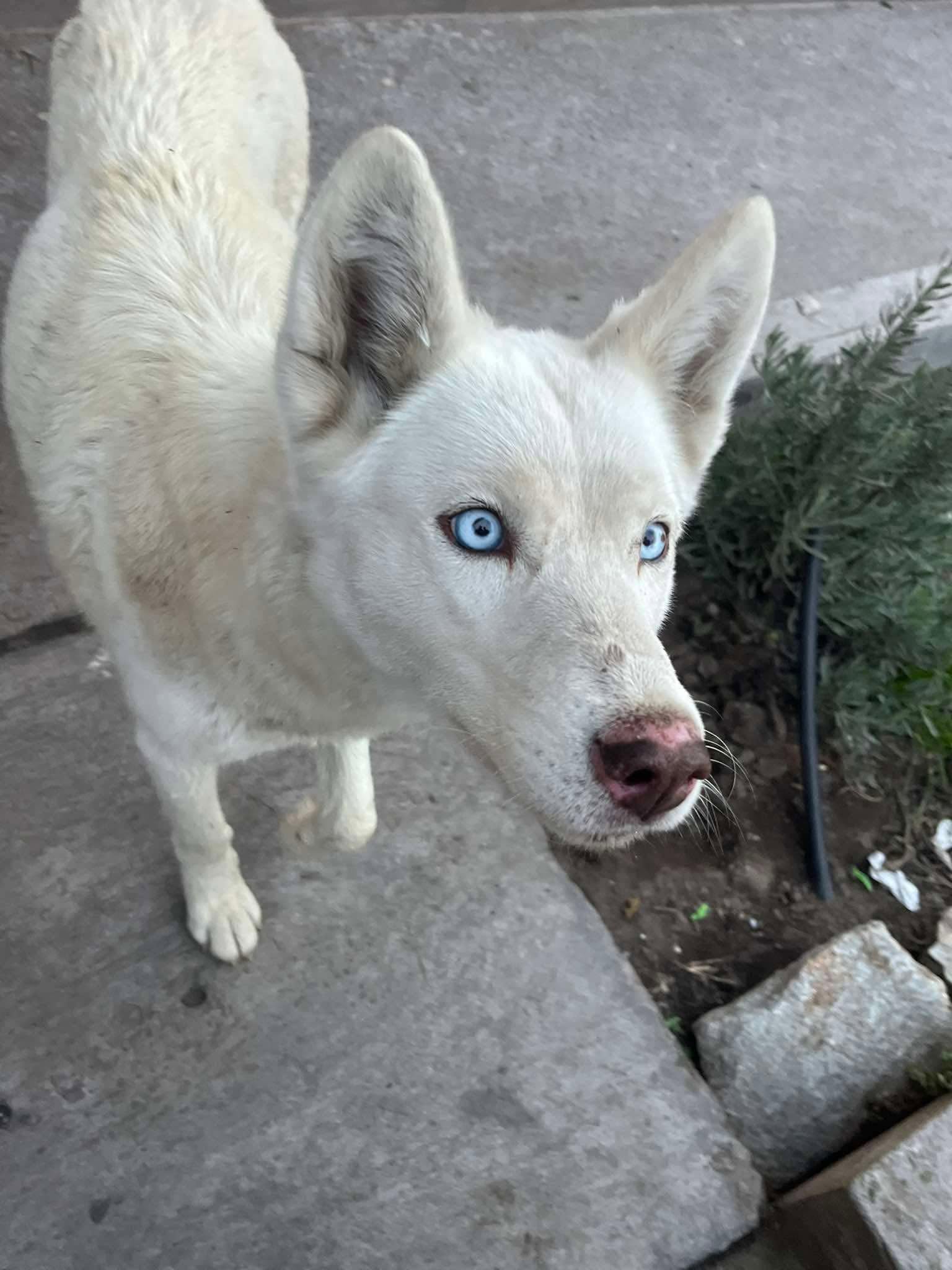 Lobo