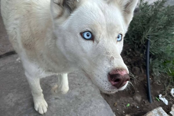 Lobo