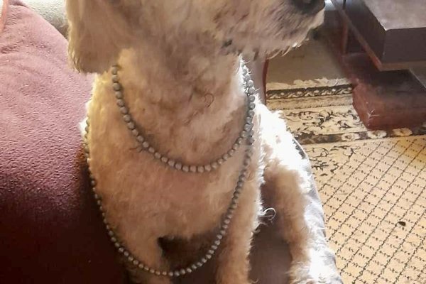 Minina