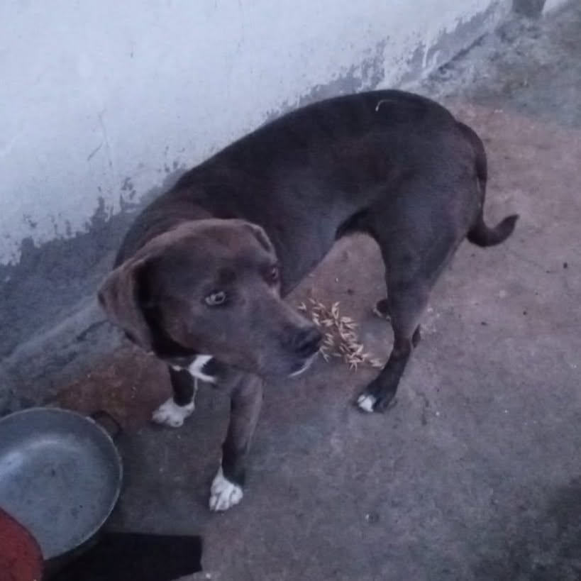 Perra Gris Yacupamba