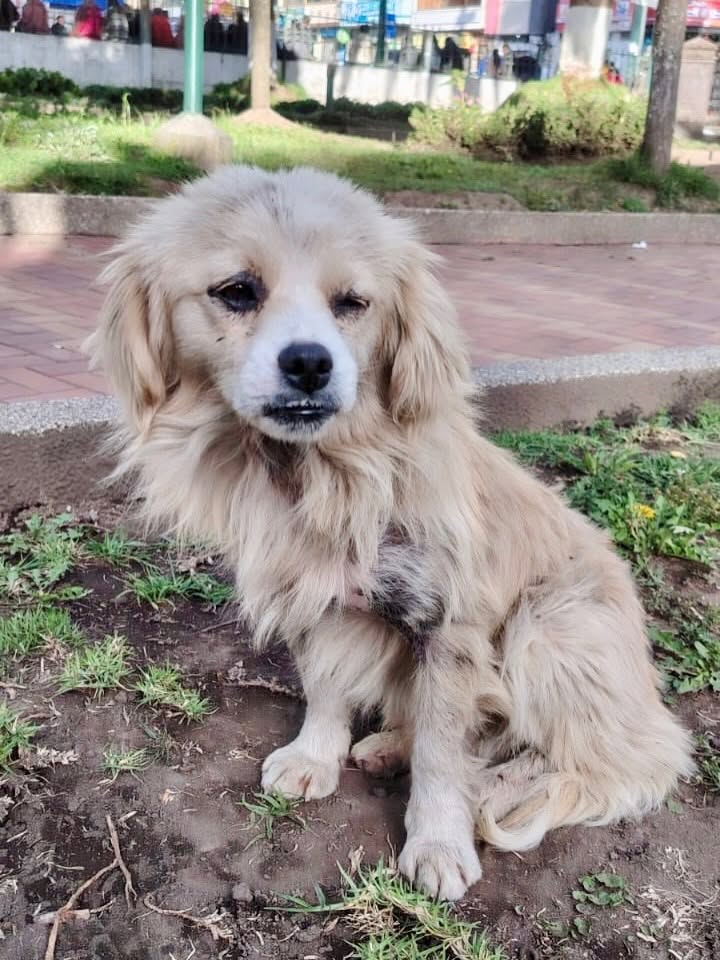Perrita Parque
