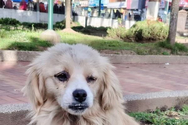 Perrita Parque