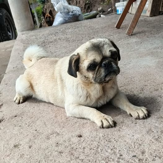 Pug