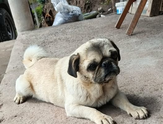Pug