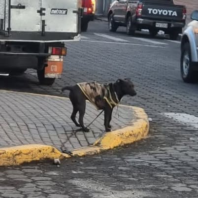 Perro con Saco
