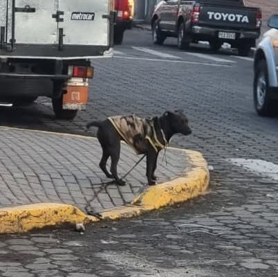 Perro con Saco