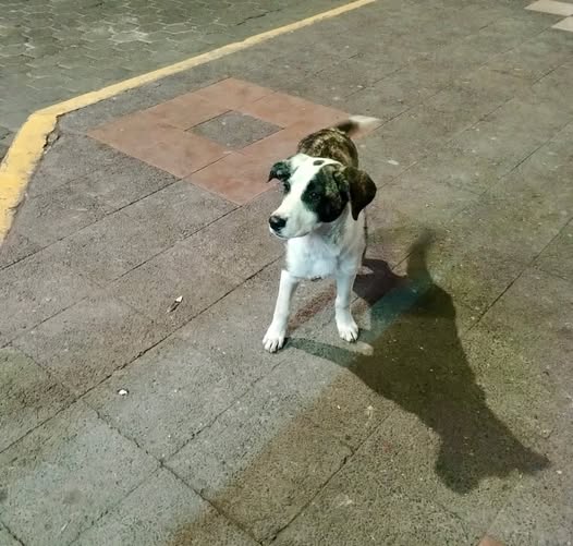Cachorro Abandonado Parque Central Píllaro