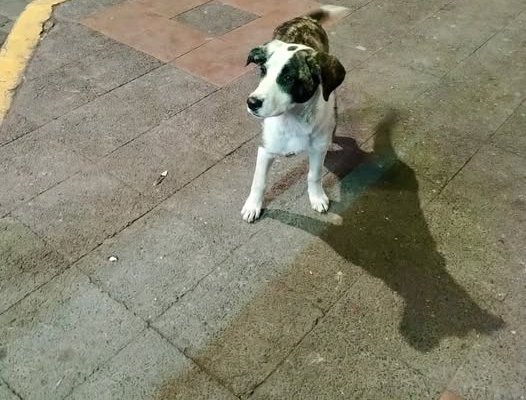 Cachorro Abandonado Parque Central Píllaro
