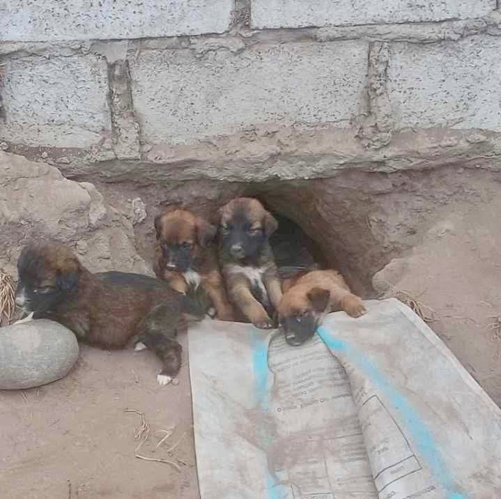 Cachorros Abandonados Jesús del Gran Poder