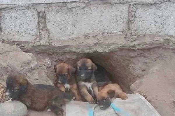 Cachorros Abandonados Jesús del Gran Poder