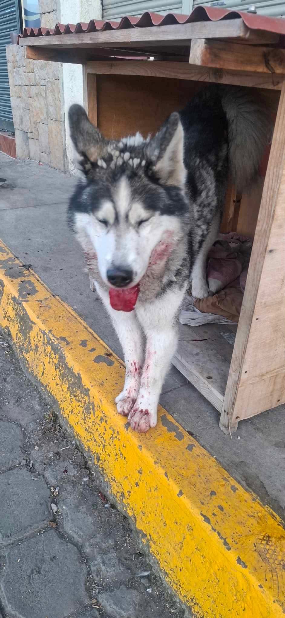 Perrita Huskey encontrada en el Barrio San Luis