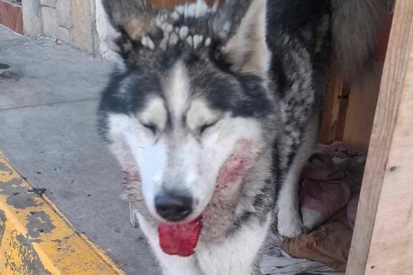 Perrita Huskey encontrada en el Barrio San Luis