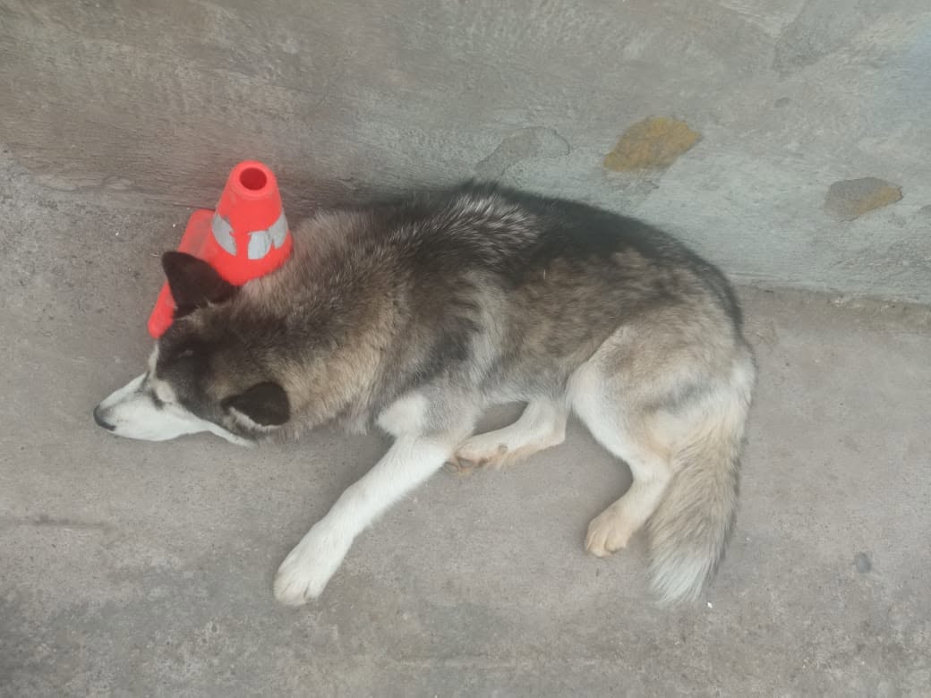 Huskey Macho