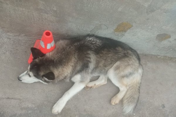 Huskey Macho