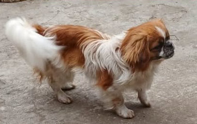 Ayuda a encontrar a Zuco
